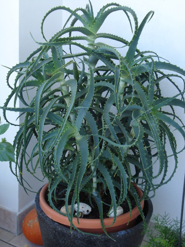 Aloe vera